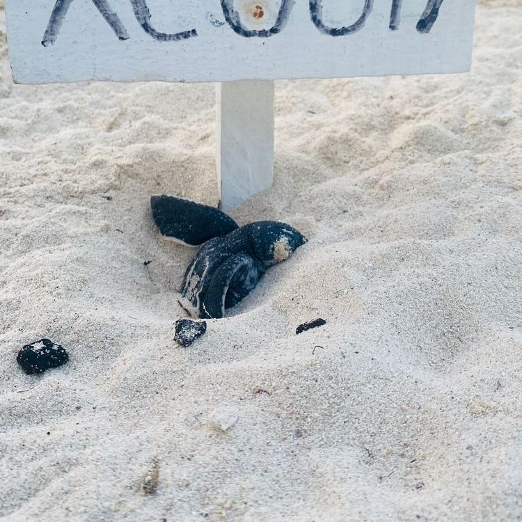 Sea Turtle Camp Volunteering 2025, Protecting Life at the Edge of the Caribbean - Photo 4 Sea Turtle Camp Volunteering 2025, Protecting Life at the Edge of the Caribbean - Photo 4