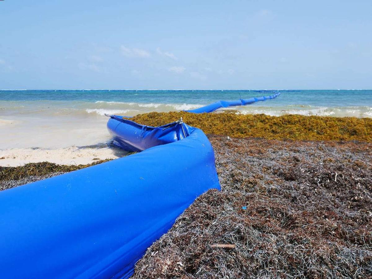 SEMAR’s Delay in Sargassum Barriers Sparks Tulum Concerns SEMAR’s Delay in Sargassum Barriers Sparks Tulum Concerns