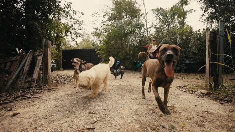 The Tejido Sanctuary Is Changing the Story for Tulum’s Forgotten Dogs - Photo 2 The Tejido Sanctuary Is Changing the Story for Tulum’s Forgotten Dogs - Photo 2