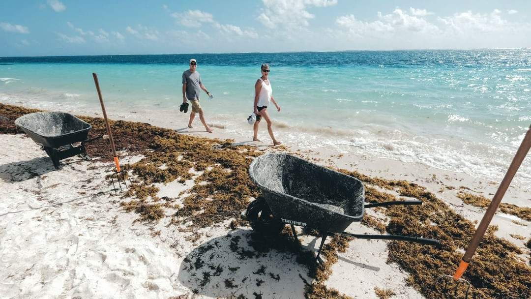 Sargassum Surge Doesn’t Deter Tulum Beachgoers During Vacation Season