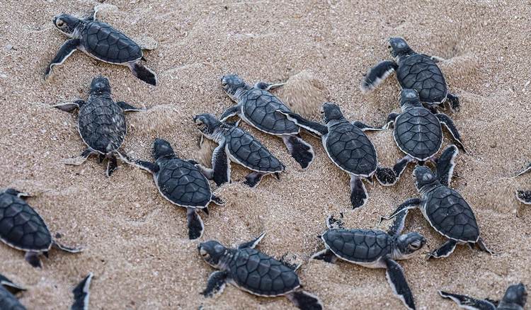 Tulum's Sea Turtle Nesting Season Kicks Off with Conservation Momentum