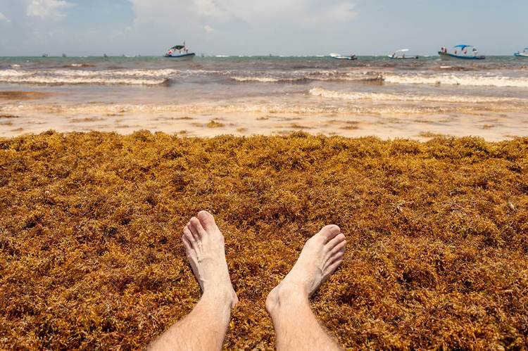 Can Riviera Maya turn the 2025 sargassum crisis into opportunity? - Photo 3