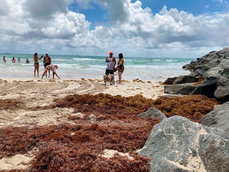 Can Riviera Maya turn the 2025 sargassum crisis into opportunity? - Photo 5