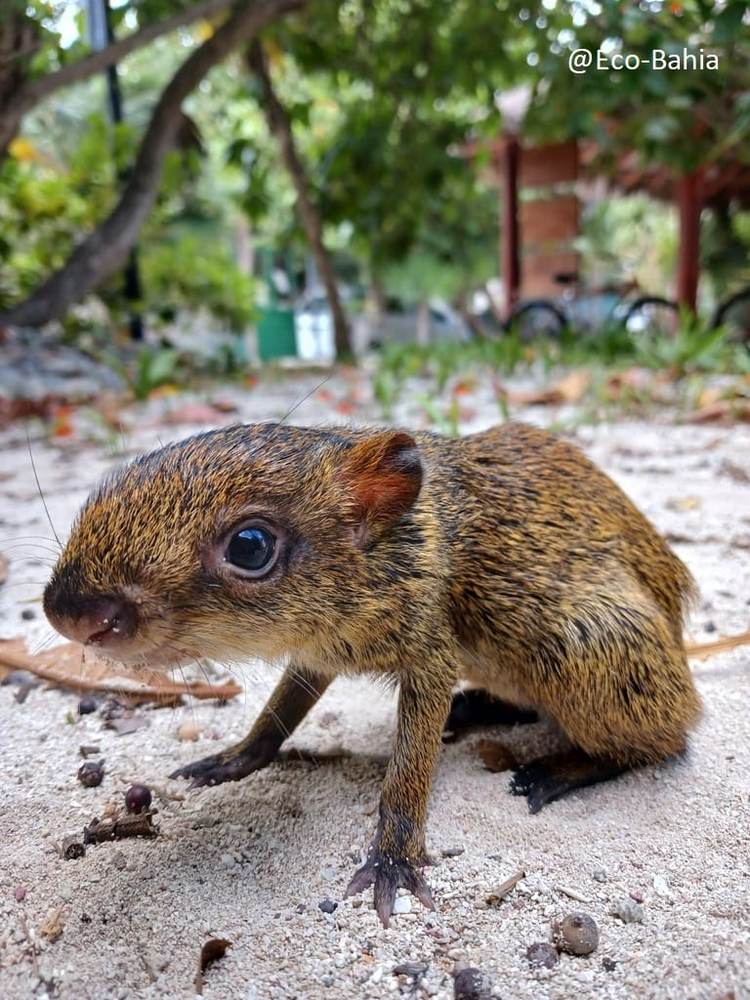 Tulum Shines in Global City Nature Challenge with Over 360 Species Recorded - Photo 3