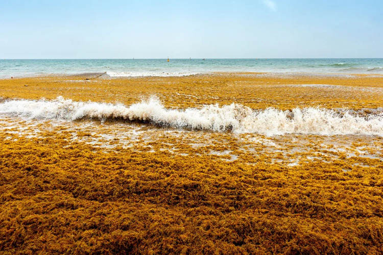 Navy Vessels Return to Tulum to Combat Sargassum Surge - Photo 3