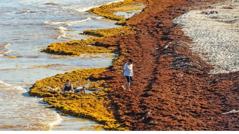 Riviera Maya Battles Record-Breaking Sargassum Invasion in 2025 - Photo 2