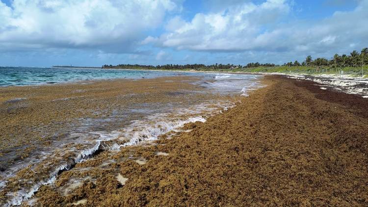 Inaction on sargassum threatens Tulum’s economy and ecology - Photo 2 Inaction on sargassum threatens Tulum’s economy and ecology - Photo 2