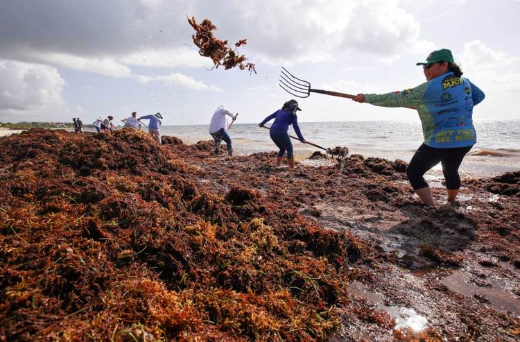How Riviera Maya is battling 2025’s worst sargassum wave - Photo 1 How Riviera Maya is battling 2025’s worst sargassum wave - Photo 1