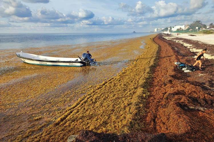 How Riviera Maya is battling 2025’s worst sargassum wave - Photo 2 How Riviera Maya is battling 2025’s worst sargassum wave - Photo 2