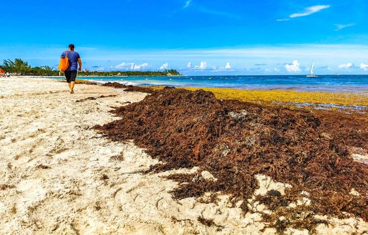 How Riviera Maya is battling 2025’s worst sargassum wave - Photo 5 How Riviera Maya is battling 2025’s worst sargassum wave - Photo 5