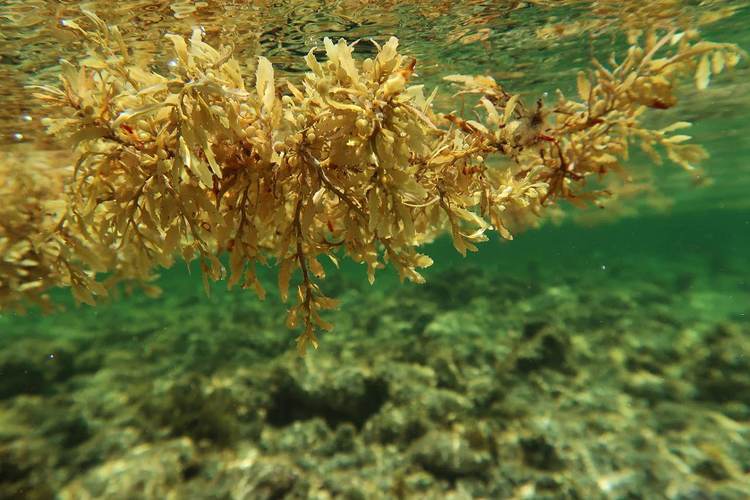 How Riviera Maya is battling 2025’s worst sargassum wave - Photo 6 How Riviera Maya is battling 2025’s worst sargassum wave - Photo 6