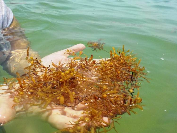 How Riviera Maya is battling 2025’s worst sargassum wave - Photo 9 How Riviera Maya is battling 2025’s worst sargassum wave - Photo 9