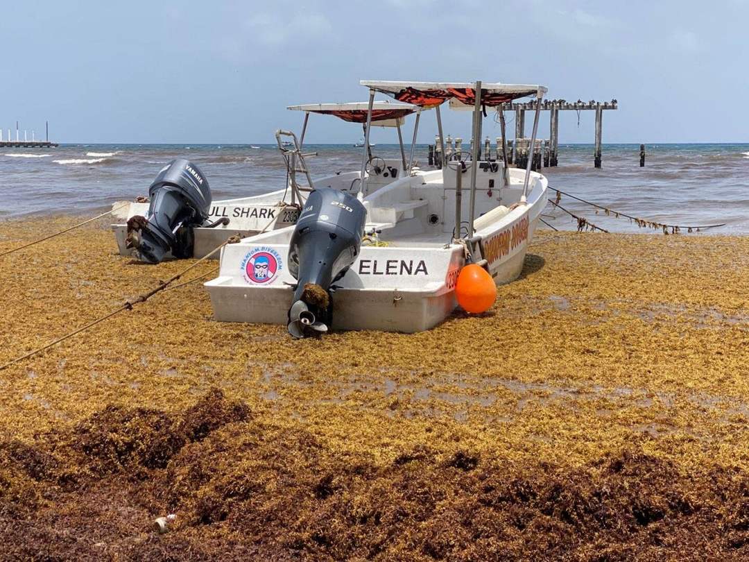 Reactivated Sargassum Arrival Strikes Quintana Roo Beaches