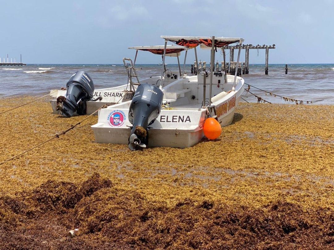 Reactivated Sargassum Arrival Strikes Quintana Roo Beaches