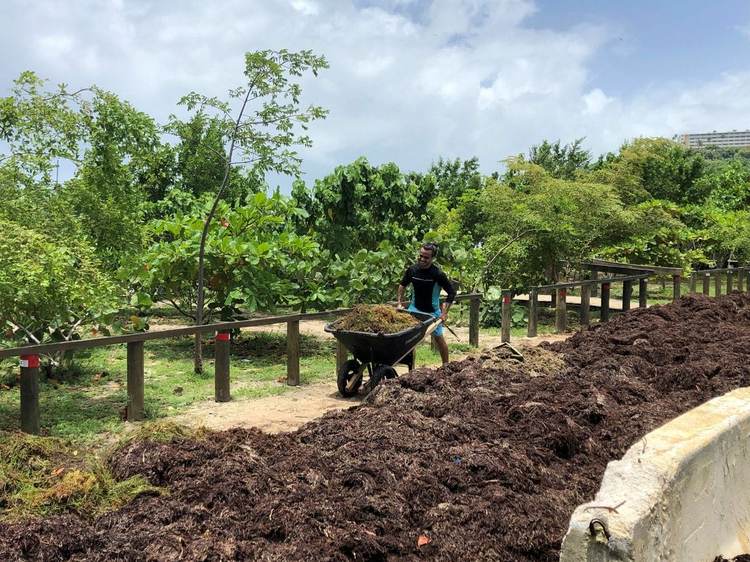 Turning Seaweed into Opportunity in the Riviera Maya - Photo 4