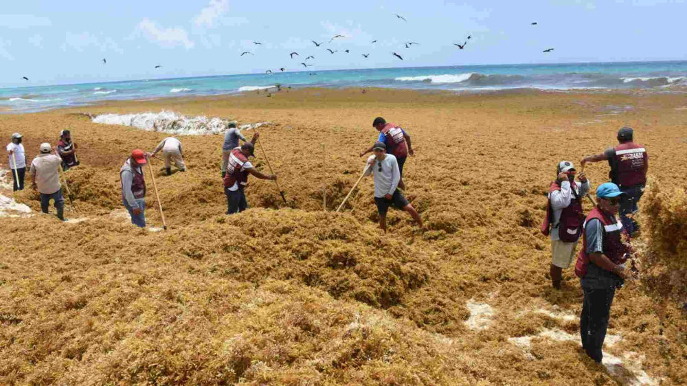 Turning Seaweed into Opportunity in the Riviera Maya - Photo 5