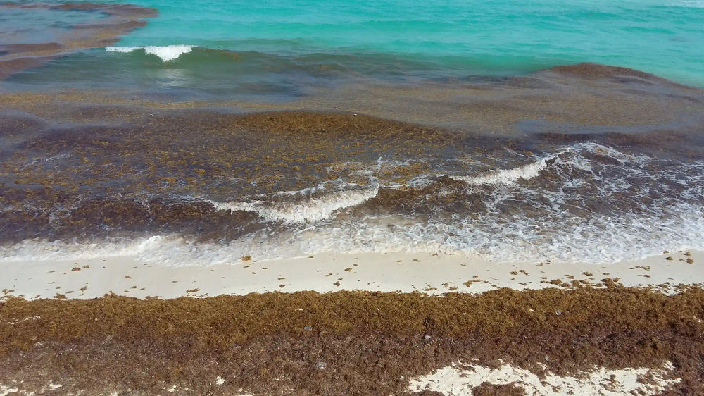 Sargassum Surge Threatens Caribbean Shores as 2025 Bloom Outpaces Historic Highs - Photo 2