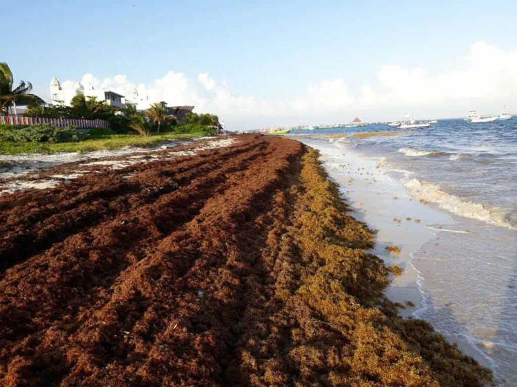 Sargassum in Mexico 2025: Beaches Braced for Record Seaweed - Photo 1 Sargassum in Mexico 2025: Beaches Braced for Record Seaweed - Photo 1