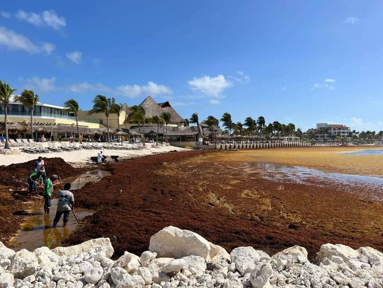 Sargassum in Mexico 2025: Beaches Braced for Record Seaweed - Photo 3 Sargassum in Mexico 2025: Beaches Braced for Record Seaweed - Photo 3