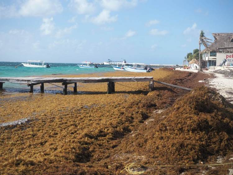 Sargassum in Mexico 2025: Beaches Braced for Record Seaweed - Photo 4 Sargassum in Mexico 2025: Beaches Braced for Record Seaweed - Photo 4