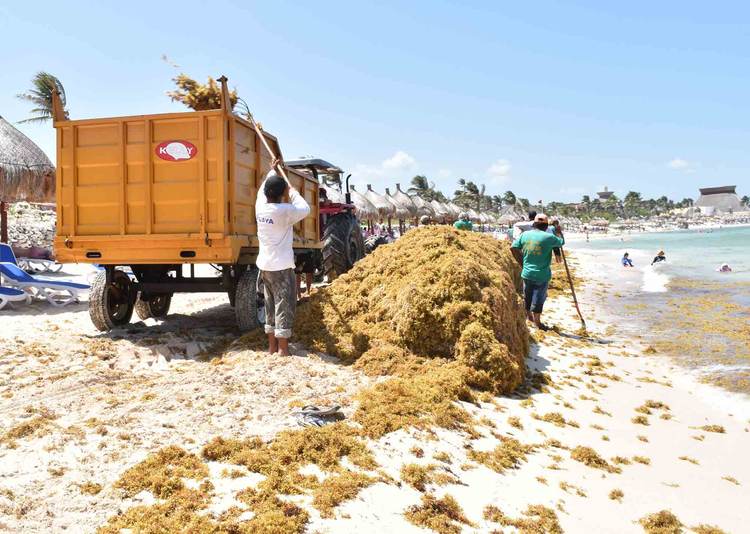 Sargassum in Mexico 2025: Beaches Braced for Record Seaweed - Photo 5 Sargassum in Mexico 2025: Beaches Braced for Record Seaweed - Photo 5
