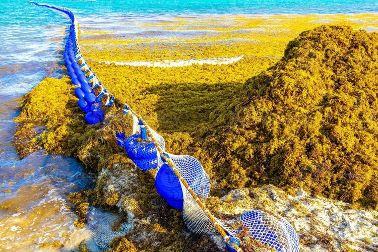 Sargassum in Mexico 2025: Beaches Braced for Record Seaweed - Photo 6 Sargassum in Mexico 2025: Beaches Braced for Record Seaweed - Photo 6