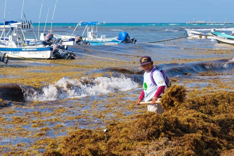 Sargassum in Mexico 2025: Beaches Braced for Record Seaweed - Photo 2 Sargassum in Mexico 2025: Beaches Braced for Record Seaweed - Photo 2