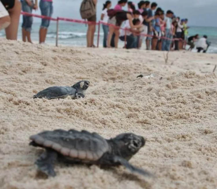 Sea turtle nesting in Tulum stirs hearts and science - Photo 2 Sea turtle nesting in Tulum stirs hearts and science - Photo 2