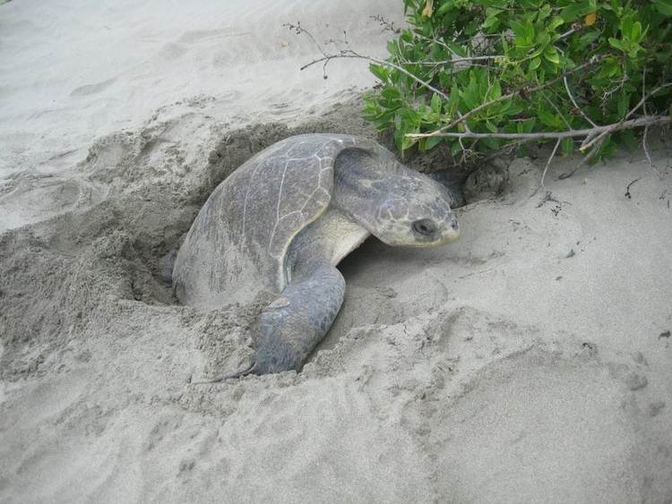 Sea turtle nesting in Tulum stirs hearts and science - Photo 3 Sea turtle nesting in Tulum stirs hearts and science - Photo 3