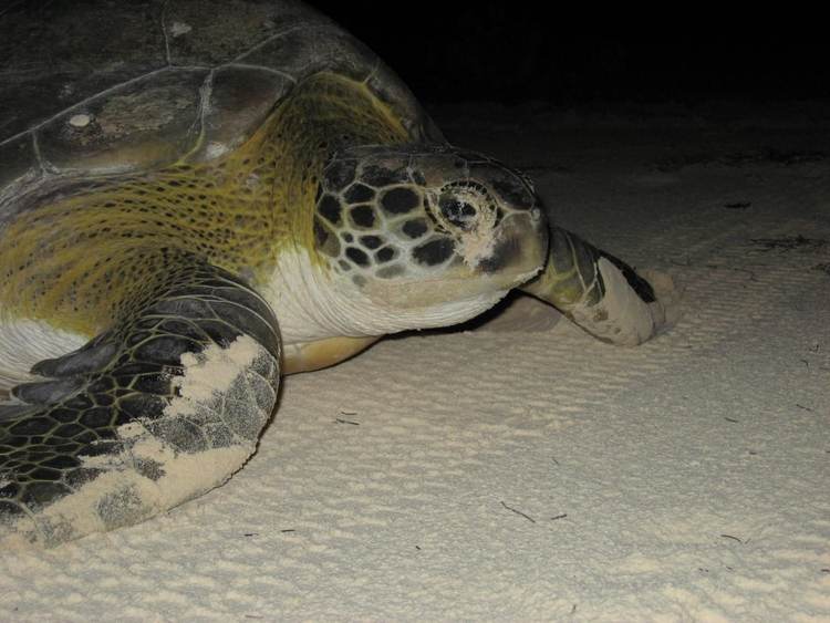 Sea turtle nesting in Tulum stirs hearts and science - Photo 5 Sea turtle nesting in Tulum stirs hearts and science - Photo 5