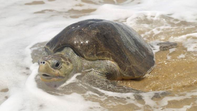 Sea turtle nesting in Tulum stirs hearts and science - Photo 7 Sea turtle nesting in Tulum stirs hearts and science - Photo 7