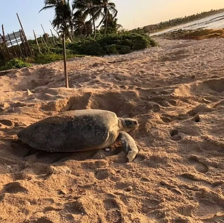 Sea turtle nesting in Tulum stirs hearts and science - Photo 1 Sea turtle nesting in Tulum stirs hearts and science - Photo 1