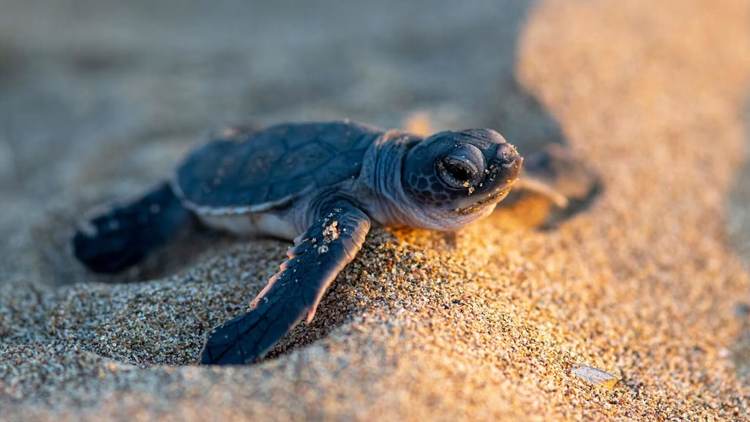 Sea turtle nesting in Tulum stirs hearts and science - Photo 4 Sea turtle nesting in Tulum stirs hearts and science - Photo 4