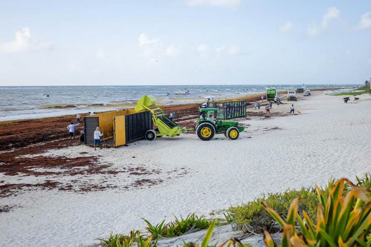 Inside Tulum’s War Against Record Sargassum Invasion - Photo 1