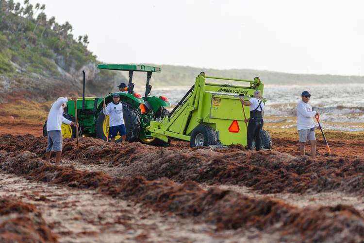 Inside Tulum’s War Against Record Sargassum Invasion - Photo 2
