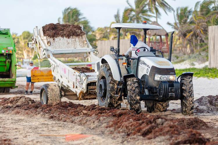 Inside Tulum’s War Against Record Sargassum Invasion - Photo 3