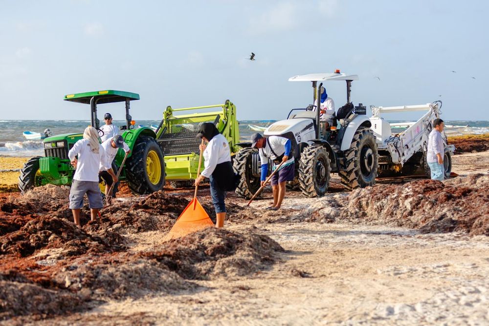 Inside Tulum’s War Against Record Sargassum Invasion - Photo 4