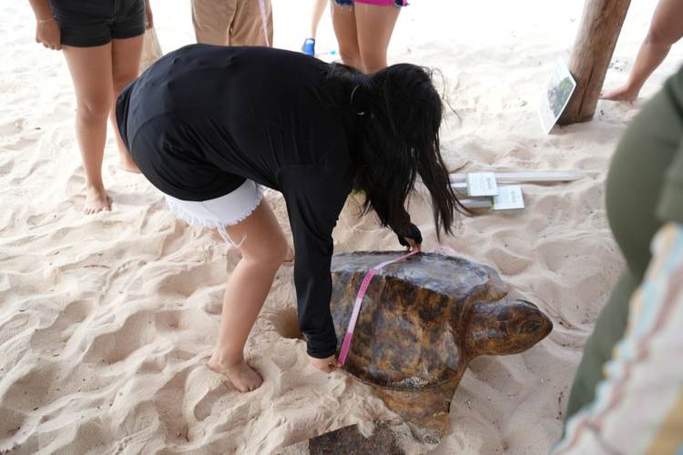 Celebrate World Sea Turtle Day with Community Conservation in Akumal - Photo 1 Celebrate World Sea Turtle Day with Community Conservation in Akumal - Photo 1