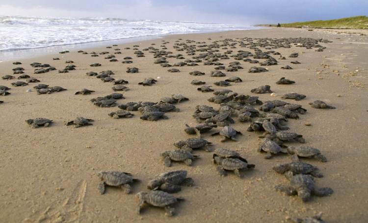 Tulum launches massive coastal effort to protect nesting sea turtles - Photo 1