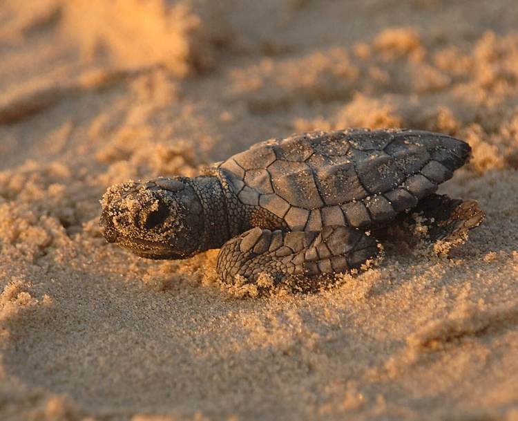 Tulum launches massive coastal effort to protect nesting sea turtles - Photo 2