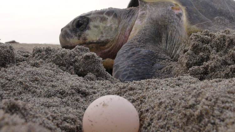 Tulum launches massive coastal effort to protect nesting sea turtles - Photo 3
