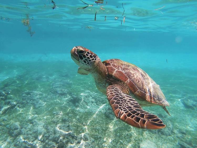 Tulum launches massive coastal effort to protect nesting sea turtles - Photo 4