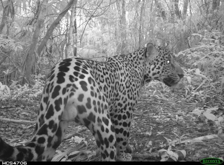 Ghosts of the Jungle - Photo 2 Ghosts of the Jungle - Photo 2