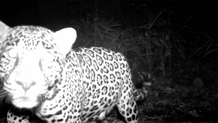 Ghosts of the Jungle - Photo 4 Ghosts of the Jungle - Photo 4