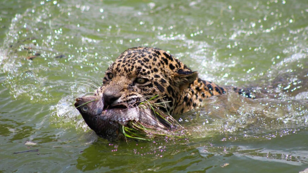 Ghosts of the Jungle - Photo 6