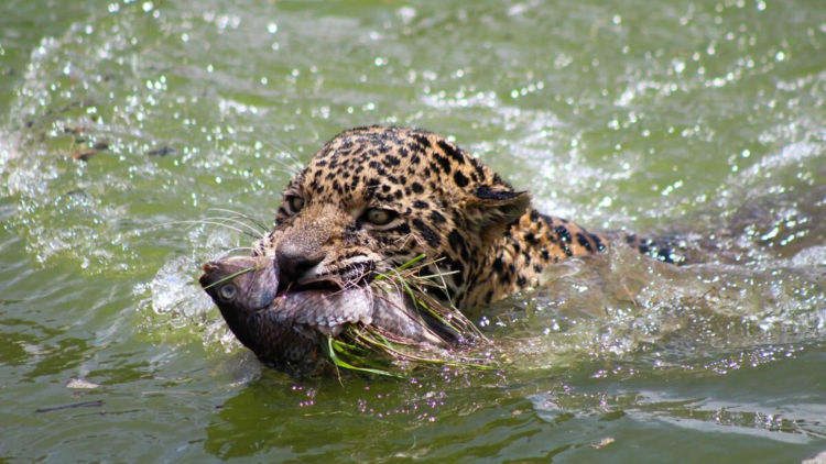 Ghosts of the Jungle - Photo 6 Ghosts of the Jungle - Photo 6