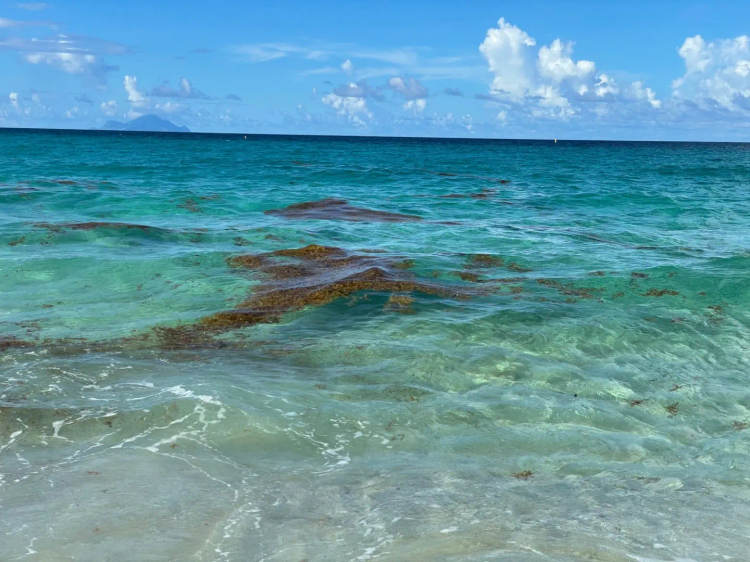 The origin of sargassum seaweed and how it’s reshaping Caribbean shores - Photo 2 The origin of sargassum seaweed and how it’s reshaping Caribbean shores - Photo 2