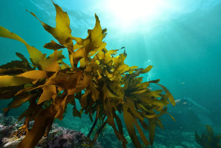 The origin of sargassum seaweed and how it’s reshaping Caribbean shores - Photo 3 The origin of sargassum seaweed and how it’s reshaping Caribbean shores - Photo 3