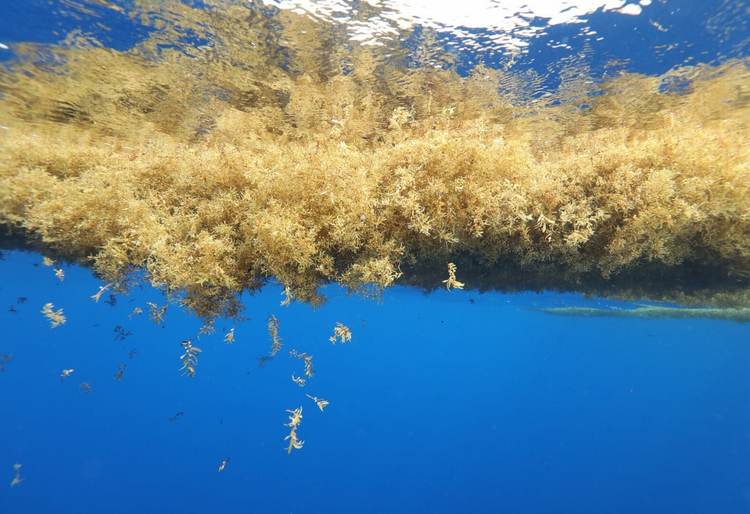The origin of sargassum seaweed and how it’s reshaping Caribbean shores - Photo 4 The origin of sargassum seaweed and how it’s reshaping Caribbean shores - Photo 4