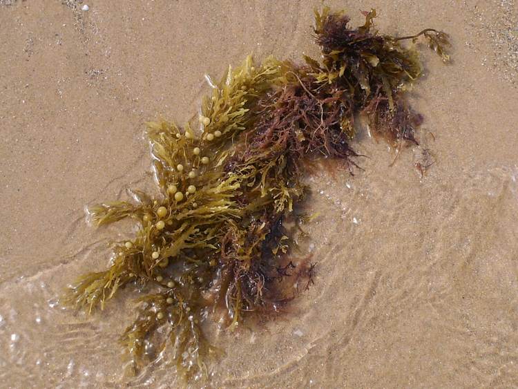 The origin of sargassum seaweed and how it’s reshaping Caribbean shores - Photo 5 The origin of sargassum seaweed and how it’s reshaping Caribbean shores - Photo 5